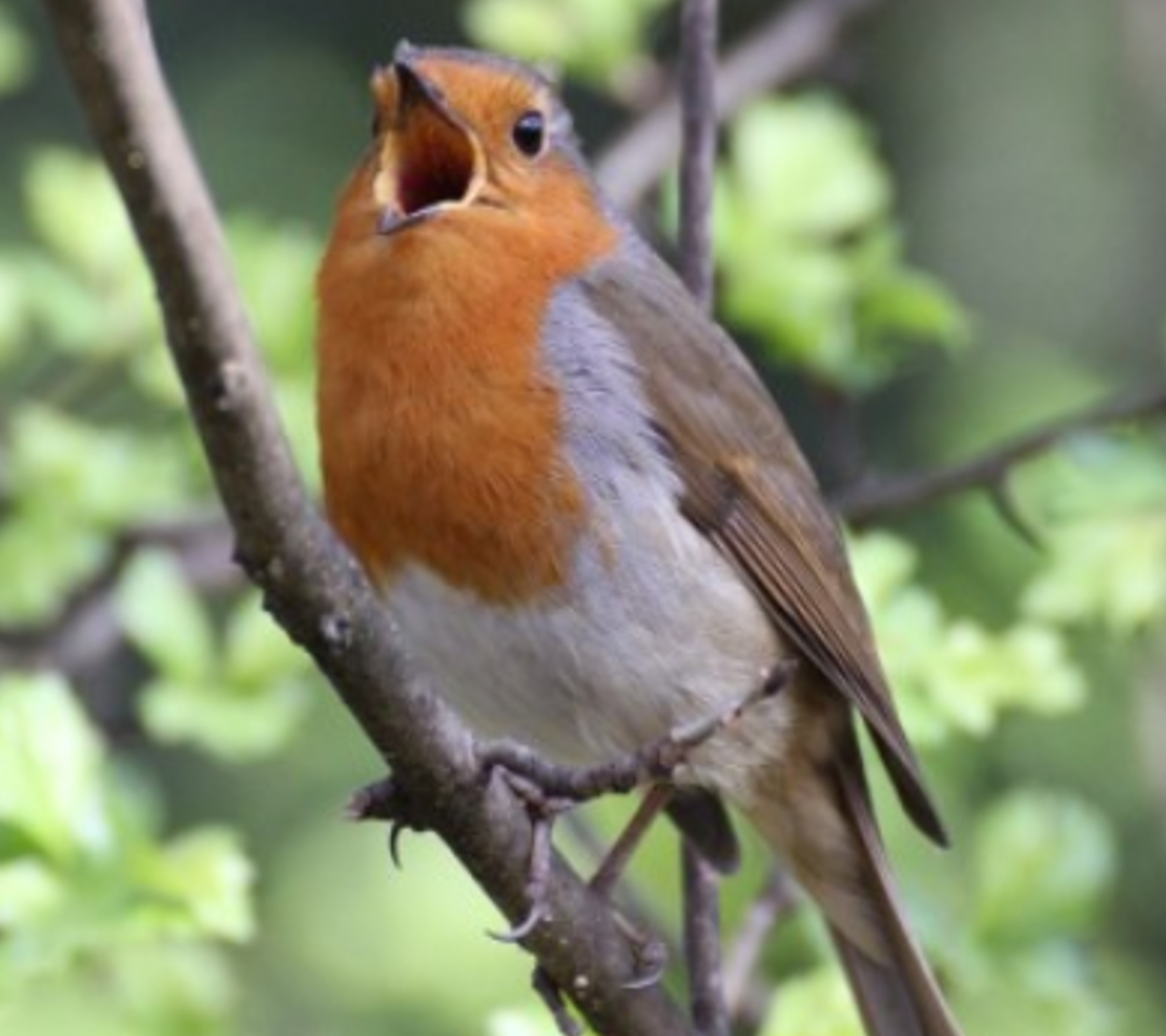 Dawn Chorus Walk & Breakfast